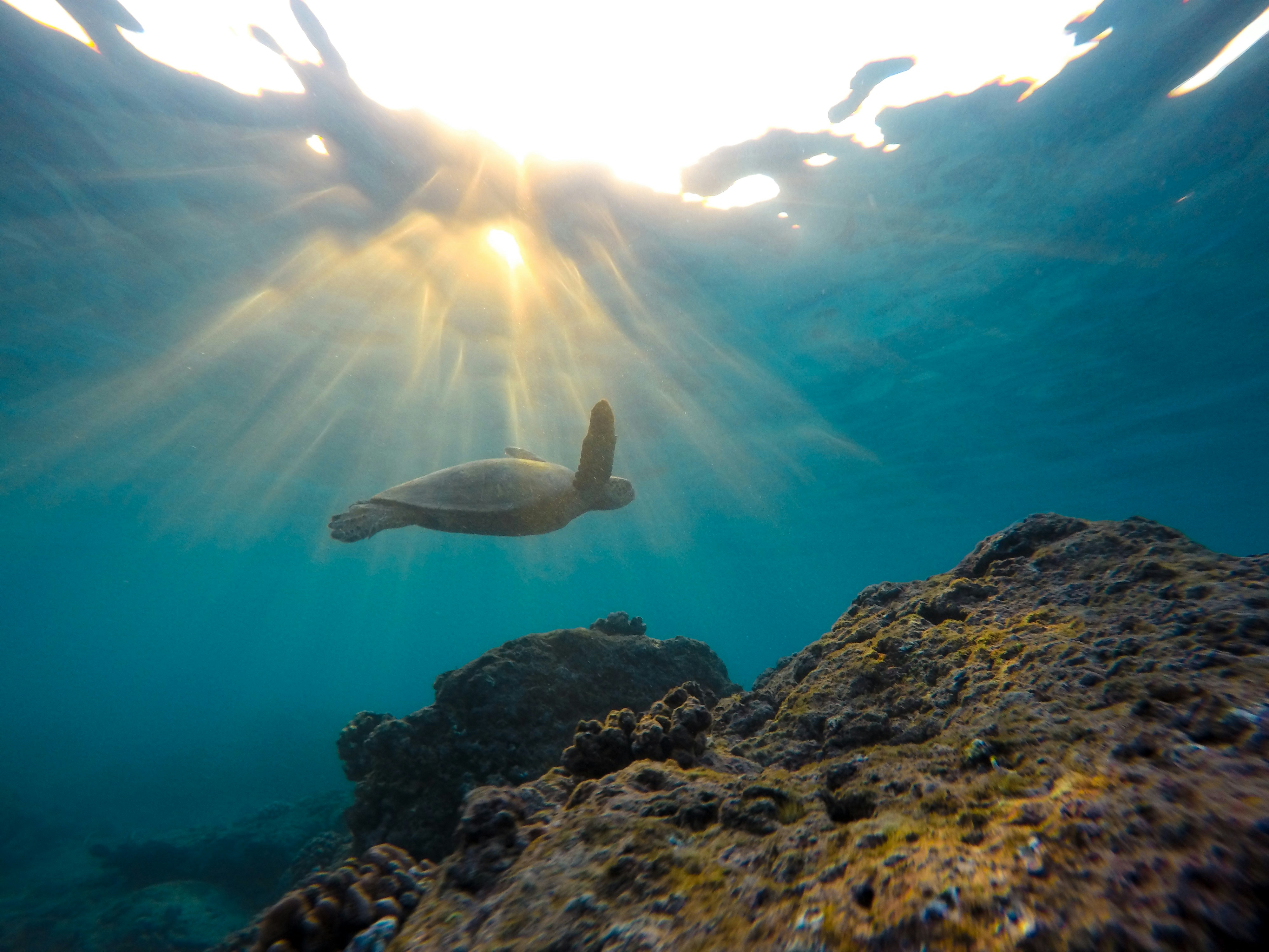 The healing power of Ho’oponopono: a Hawaiian prayer for forgiveness and release